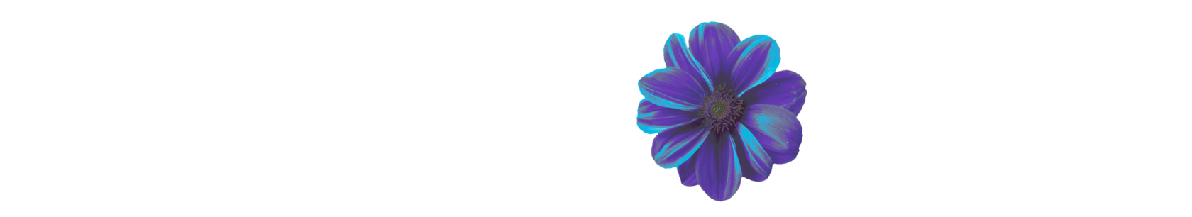 Логотип вебкам студии WILDFLOWER